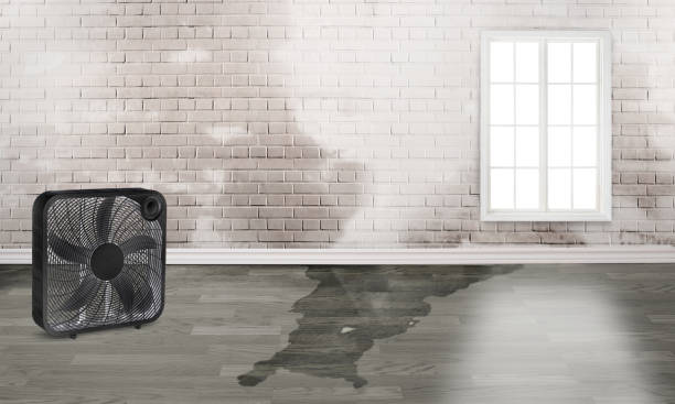 Best Basement water damage restoration  in Mission Nyon, CA